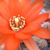 Photo of Chamaecereus silvestrii