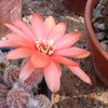 Photo of Chamaecereus silvestrii