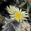 Photo of Astrophytum myriostigma f. columnaris