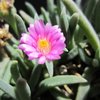 Photo of Ebracteola montis-moltkei