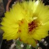 Photo of Notocactus ottonis