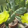 Photo of Opuntia stricta