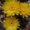 Photo of Echinopsis arachnacantha