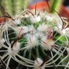 Photo of Stenocactus crispatus