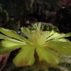 Photo of Notocactus magnificus