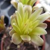 Photo of Gymnocalycium mihanovichii