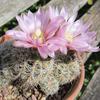 Photo of Gymnocalycium bruchii