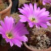 Photo of Echinocereus pentalophus