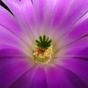 Photo of Echinocereus pentalophus
