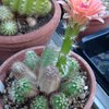 Photo of Echinocereus gentryi
