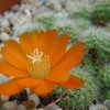 Photo of Rebutia pumila