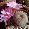 Photo of Rebutia espinosae