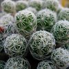 Photo of Mammillaria gracilis