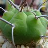 Photo of Matucana madisoniorum