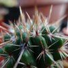 Photo of Notocactus submammulosus