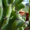 Photo of Cereus peruvianus f. monstrosus