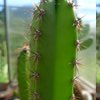 Photo of Cereus jamacaru