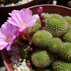 Photo of Rebutia perplexa
