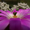 Photo of Echinocereus pentalophus