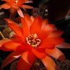 Photo of Chamaecereus silvestrii