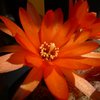 Photo of Chamaecereus silvestrii