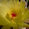 Photo of Notocactus concinnus