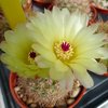 Photo of Notocactus schlosseri