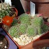 Photo of Rebutia deminuta