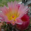 Photo of Notocactus roseoluteus