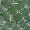 Photo of Opuntia pailana