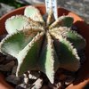 Photo of Aztekium hintonii