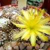 Photo of Copiapoa lauii