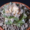 Photo of Ariocarpus fissuratus