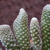 Photo of Opuntia claveroides