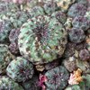 Photo of Sulcorebutia rauschii