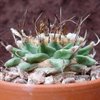 Photo of Turbinicarpus alonsoi