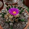 Photo of Ariocarpus agavoides